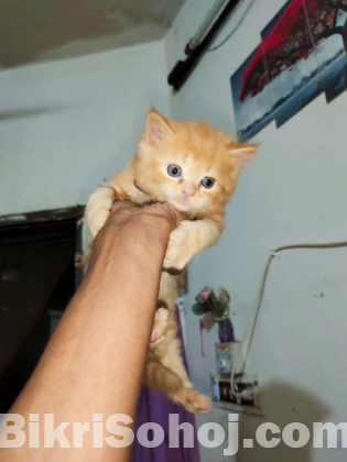 Mix breed ginger female kitten